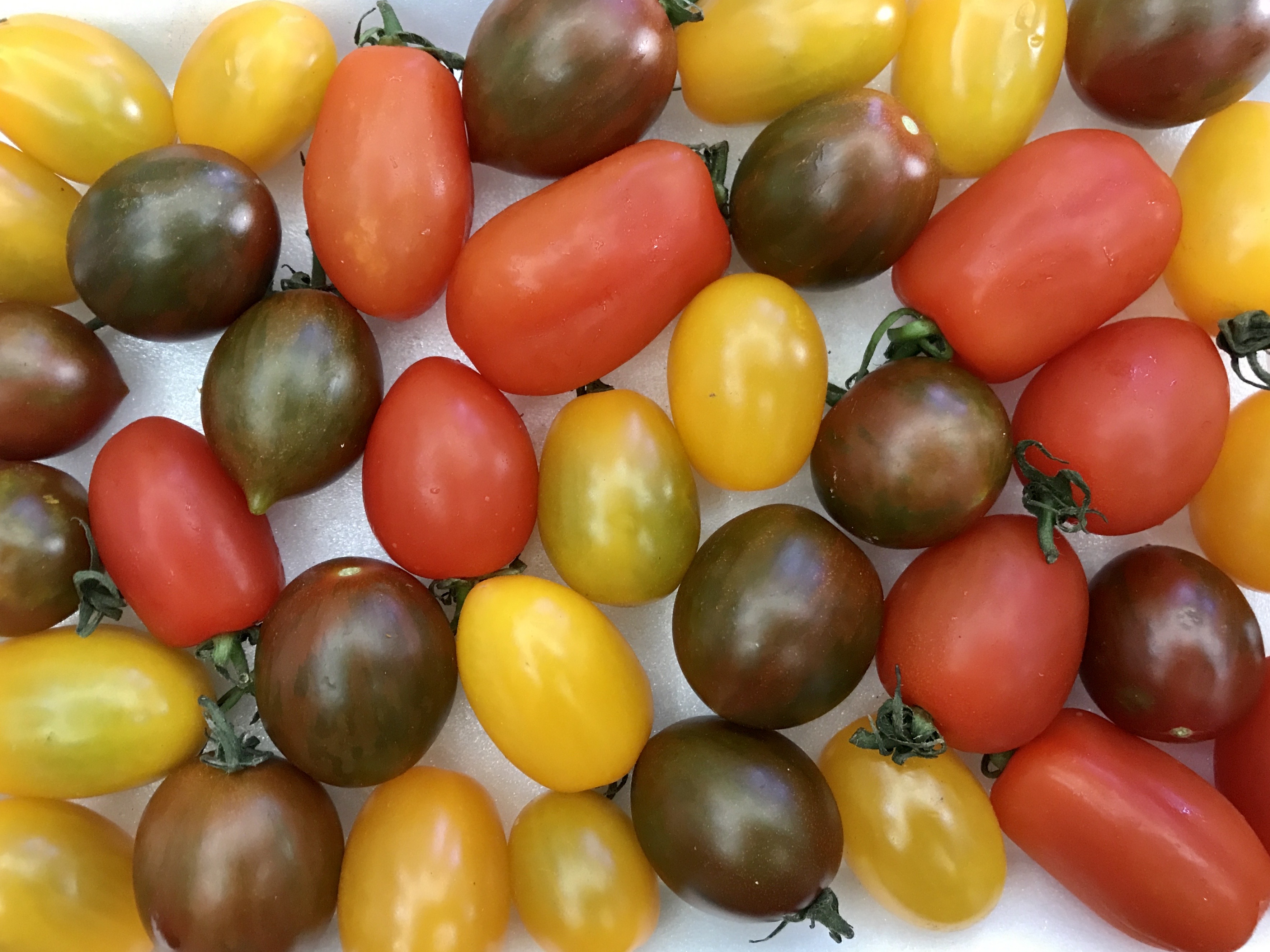 Cà chua bi mix 3 màu