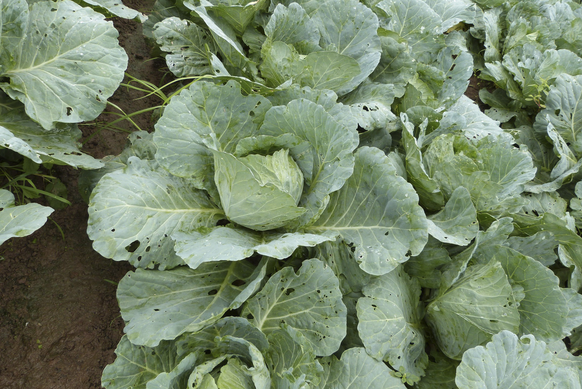 Bắp cải trái tim