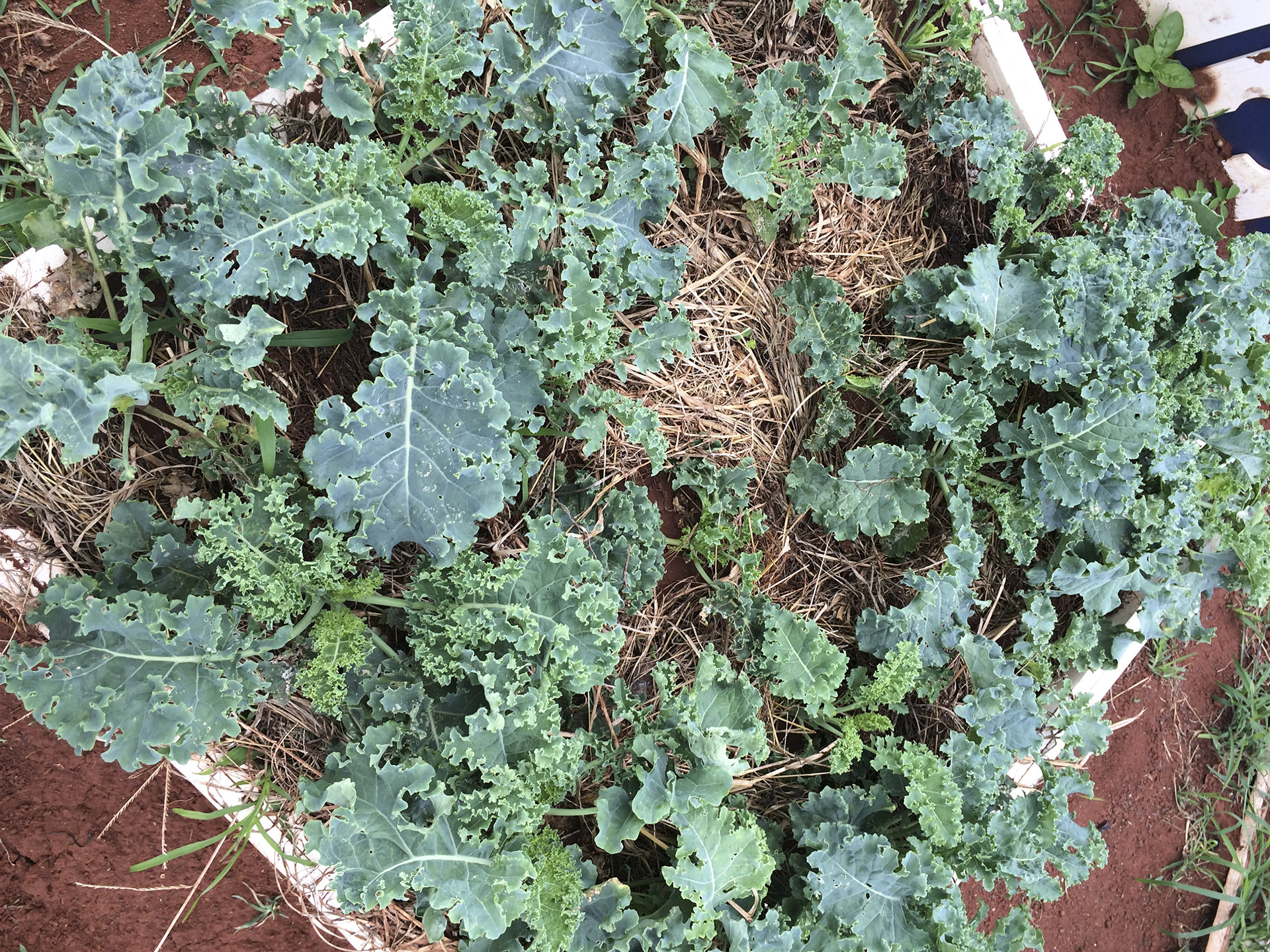 Cải xoăn (Kale)