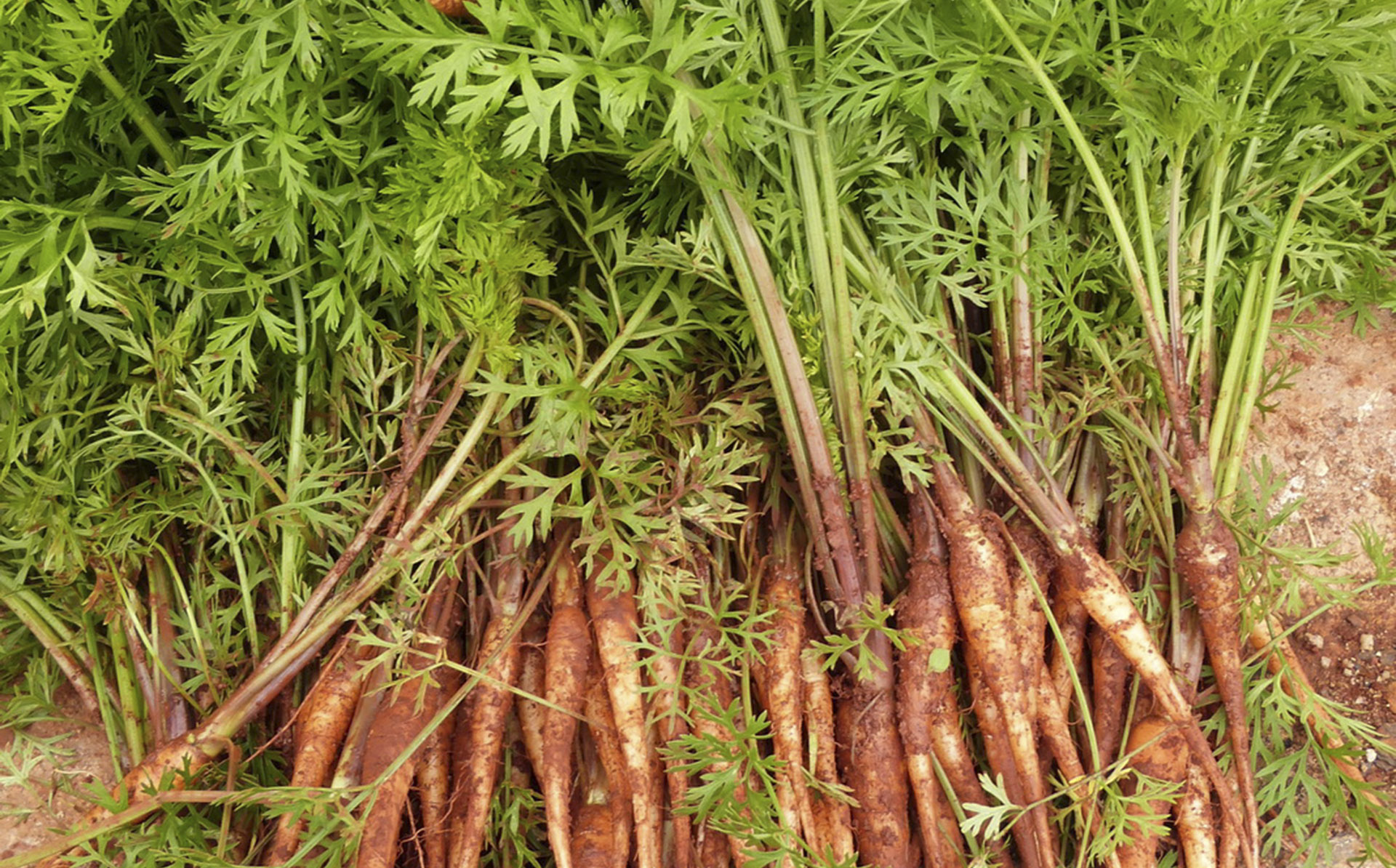 Cà rốt Đà Lạt