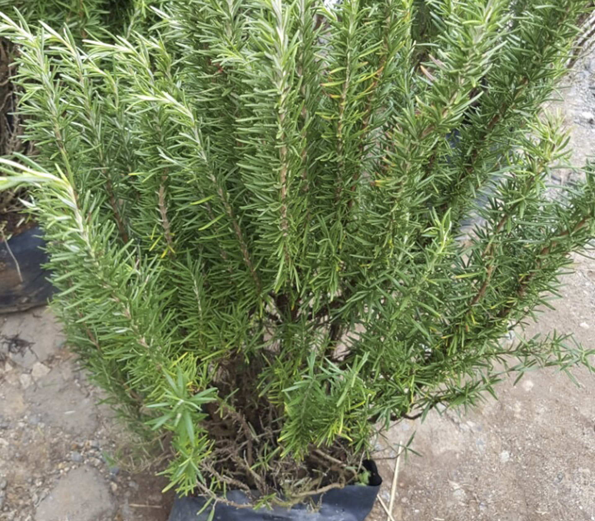 Cây Hương Thảo lớn