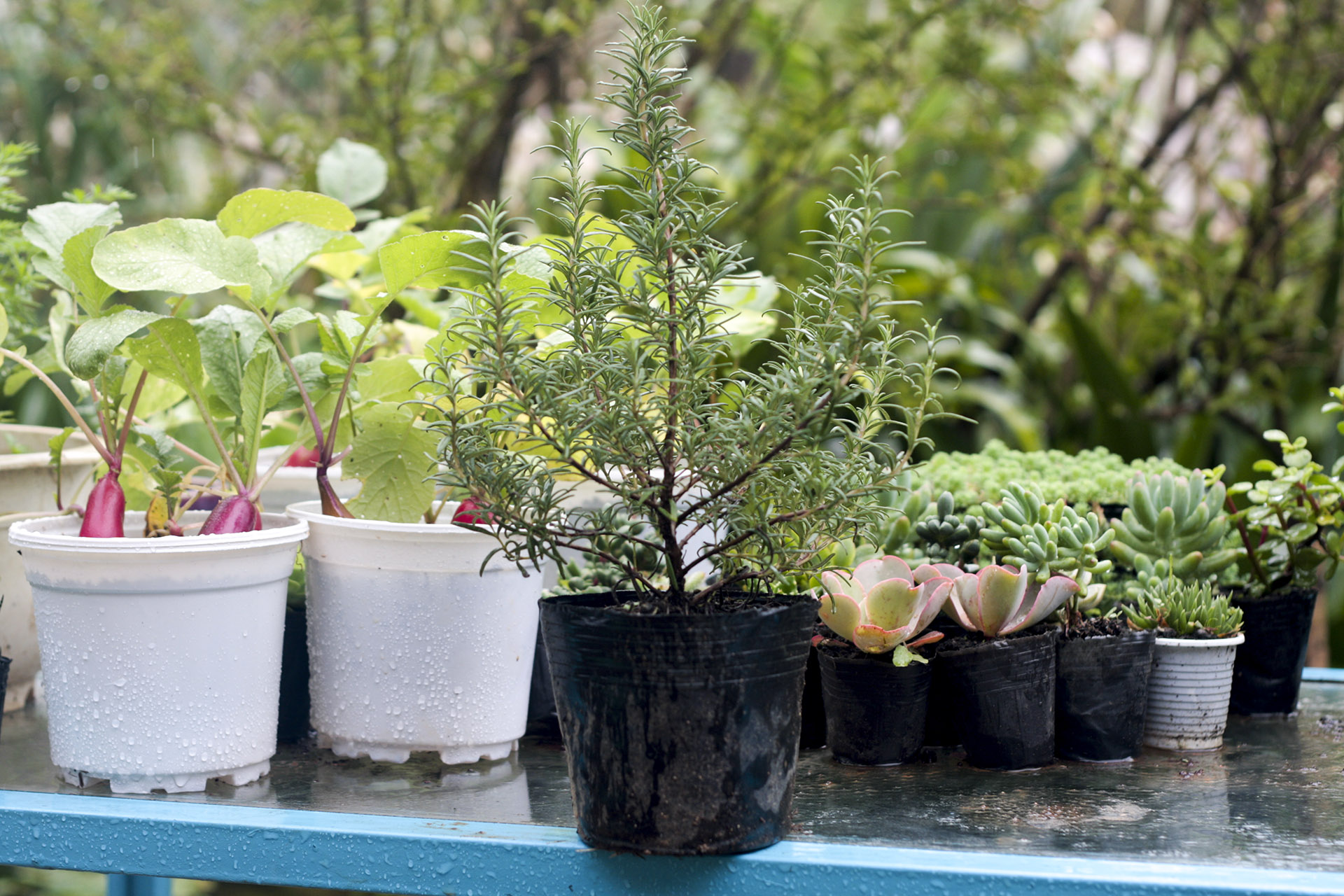 Cây Hương Thảo (Rosemary)