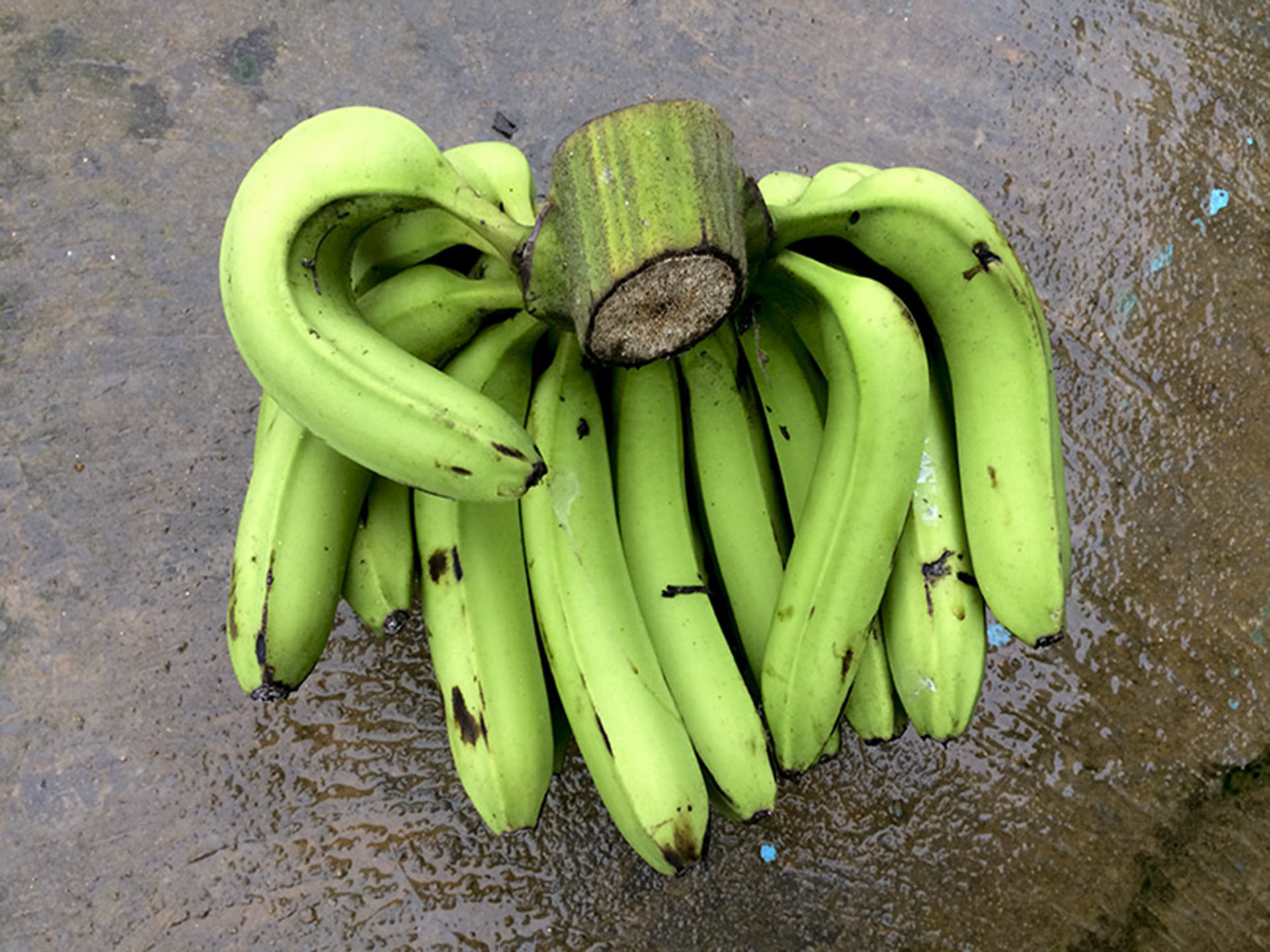 Chuối Laba Đà Lạt