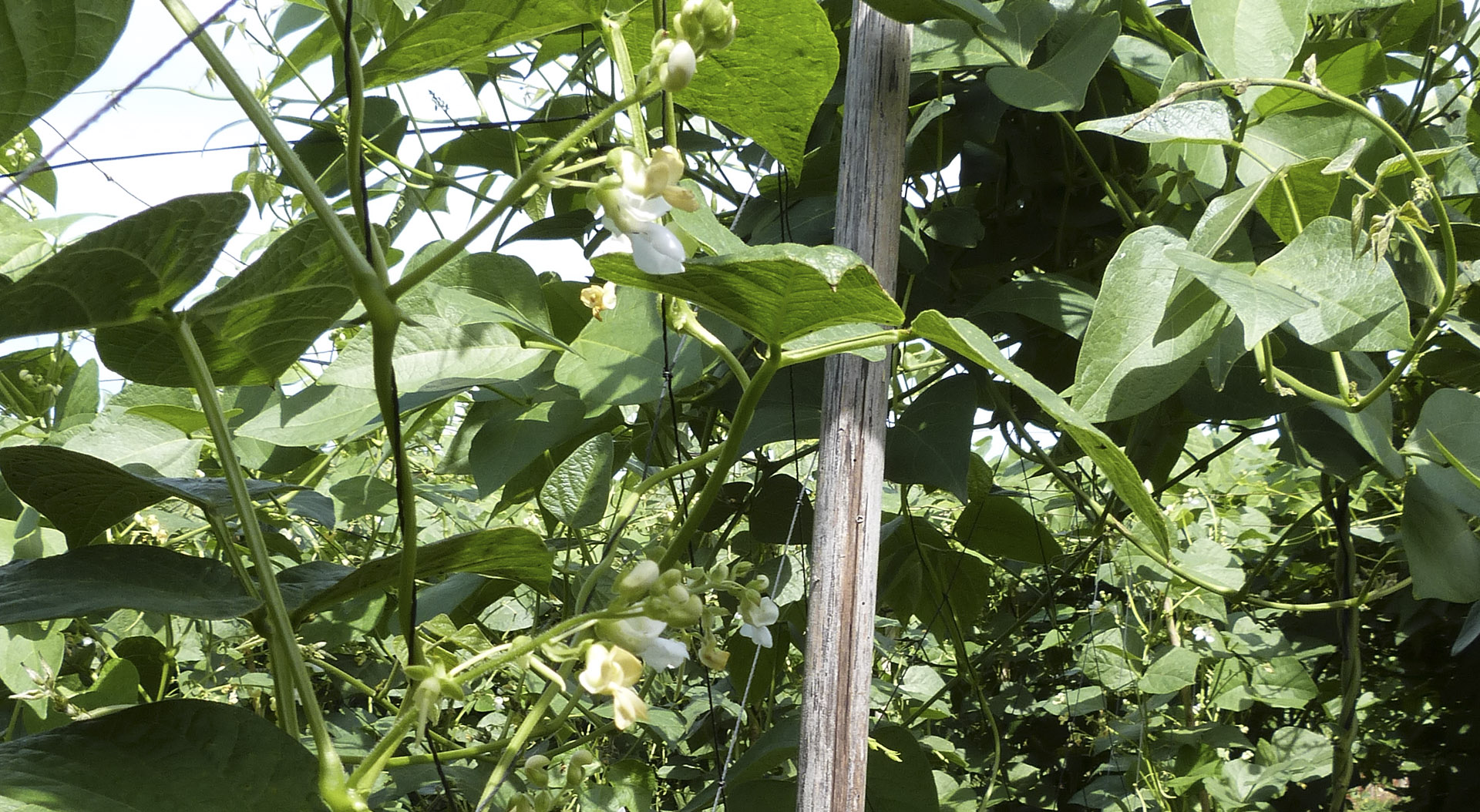 Đậu cô ve Nhật