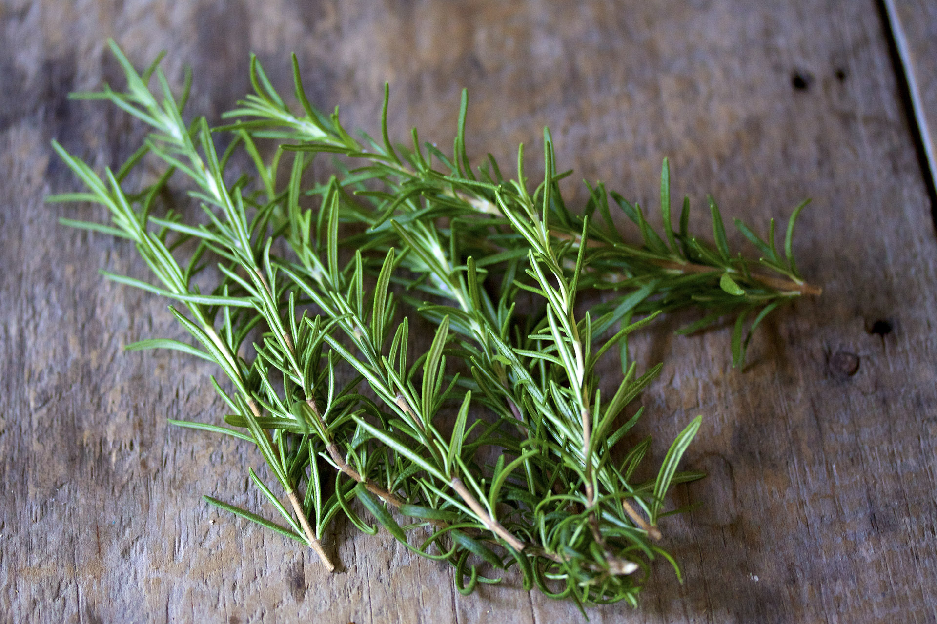 Hương thảo (Rosemary)