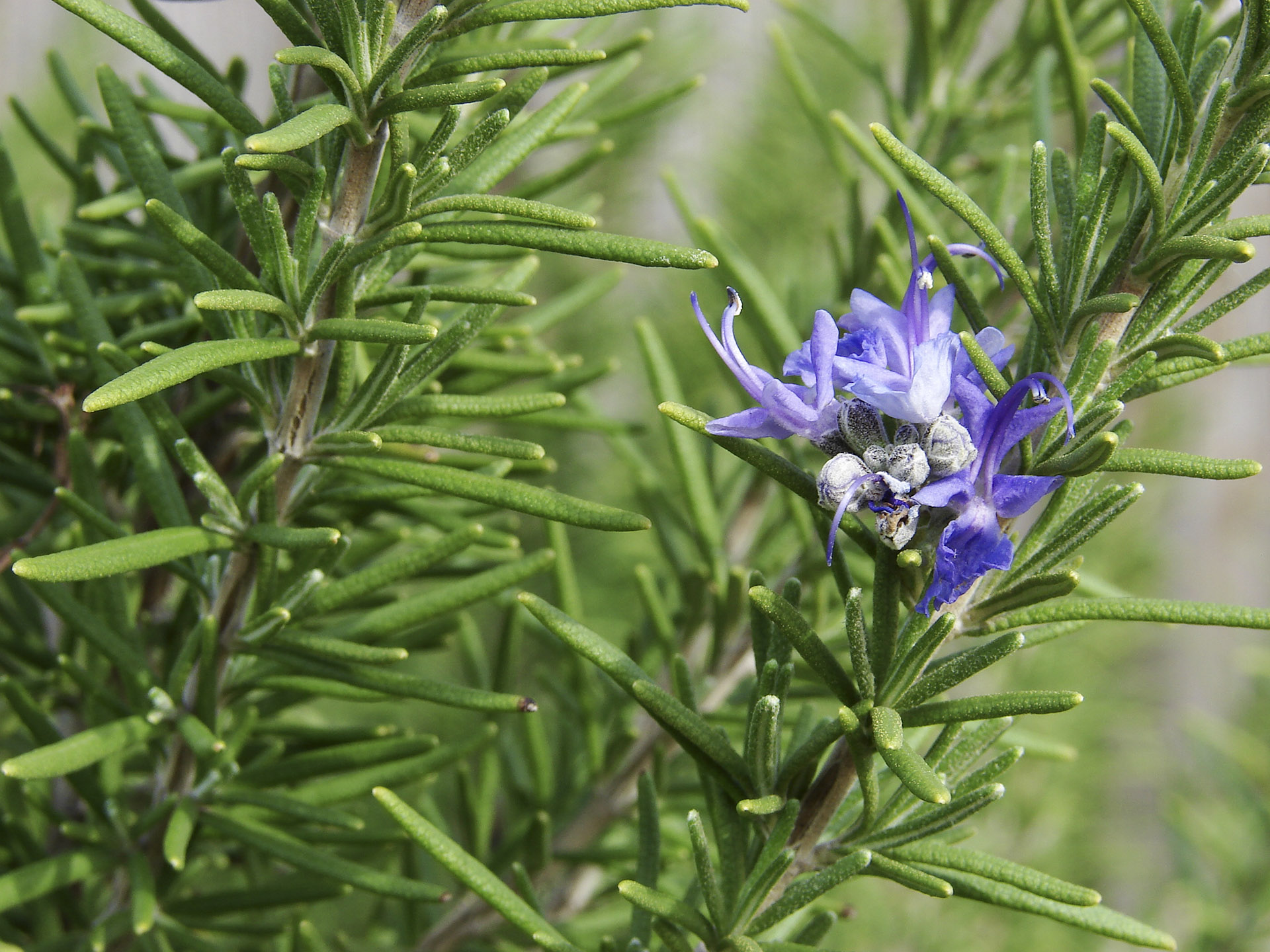 Hương thảo (Rosemary)