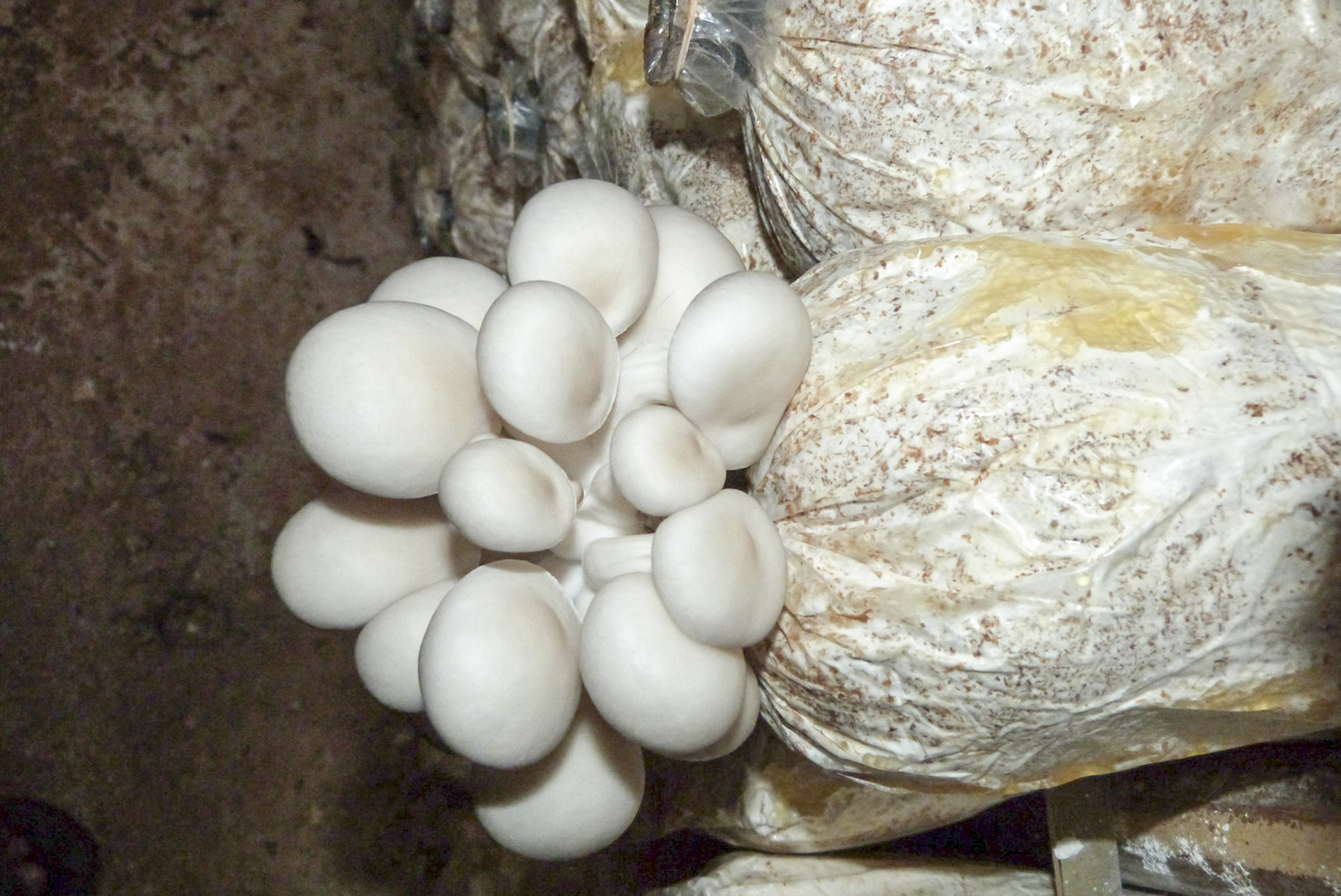 Nấm bào ngư xám