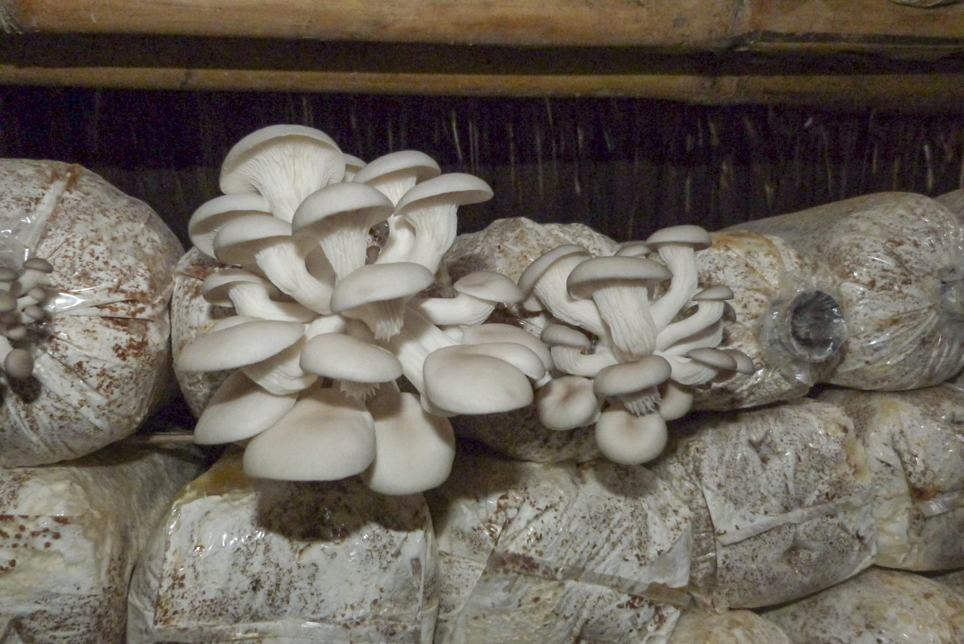 Nấm bào ngư xám