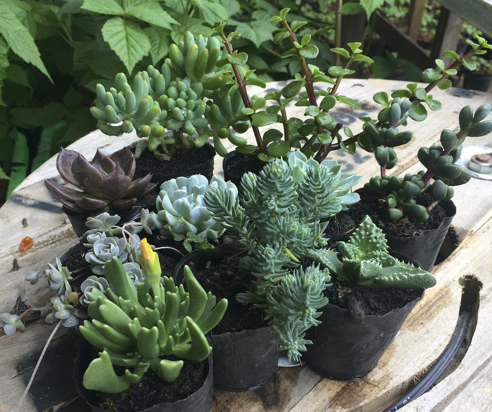 Sen đá (bộ 12 cây)