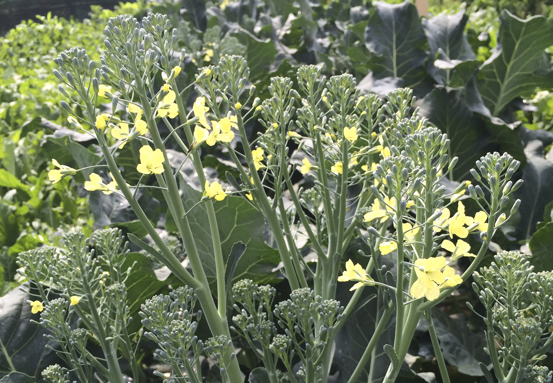 Súp lơ xanh baby (Baby broccoli)