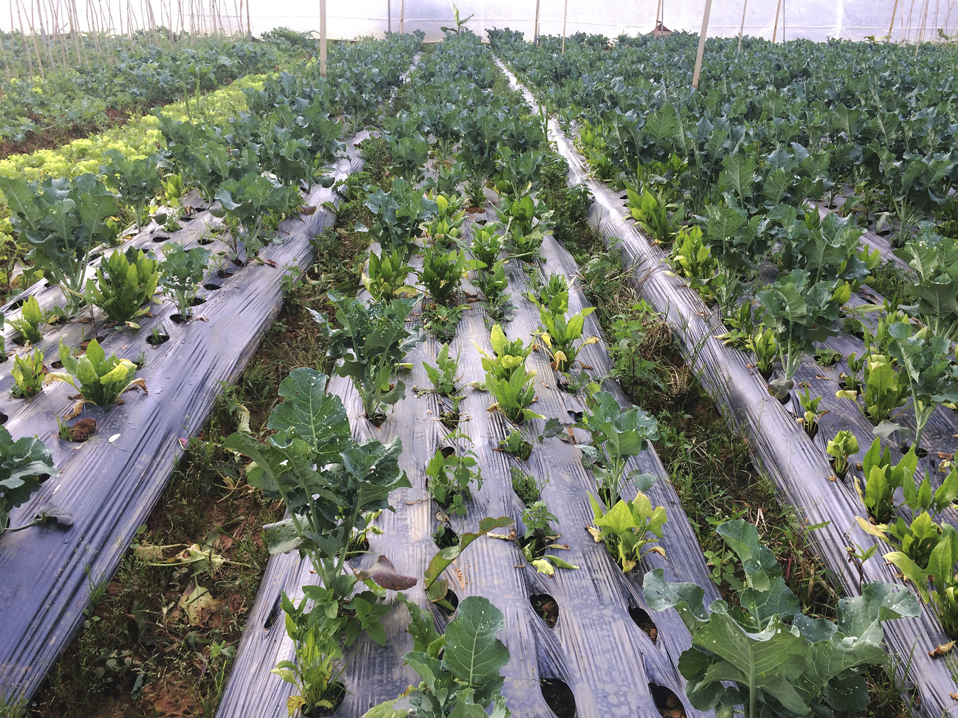Súp lơ xanh baby (Baby broccoli)