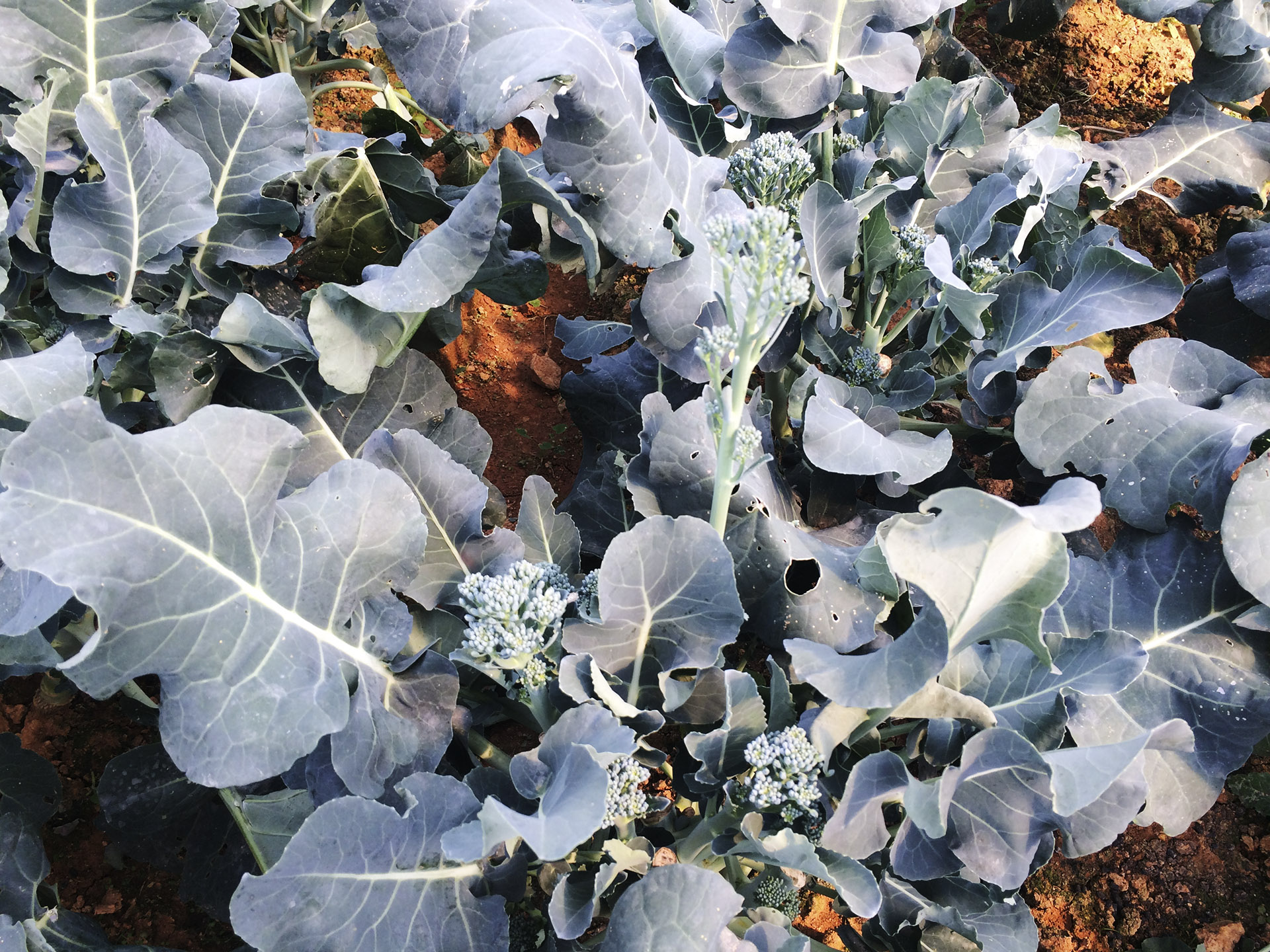 Súp lơ xanh baby (Baby broccoli)