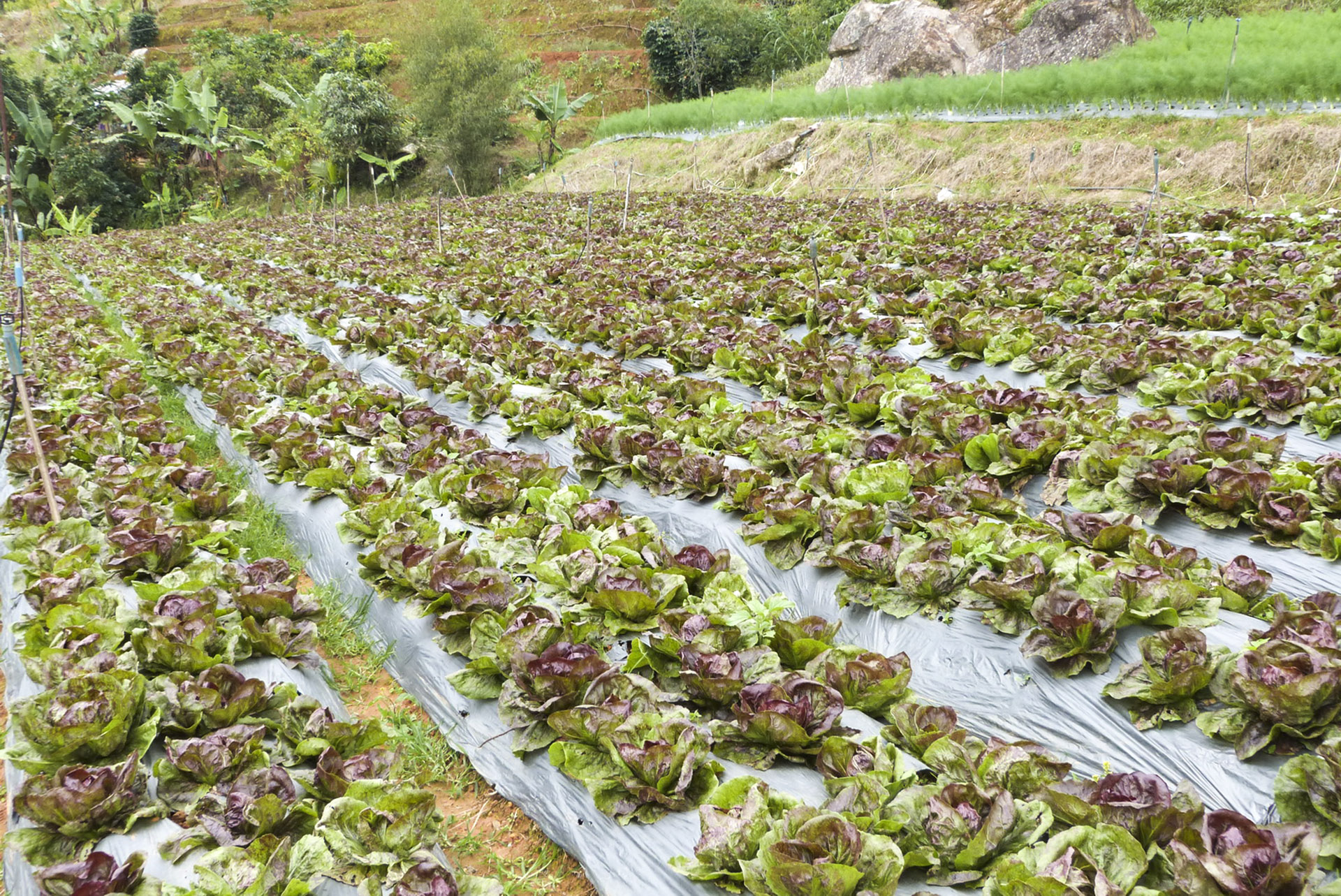 Xà lách lô lô tím