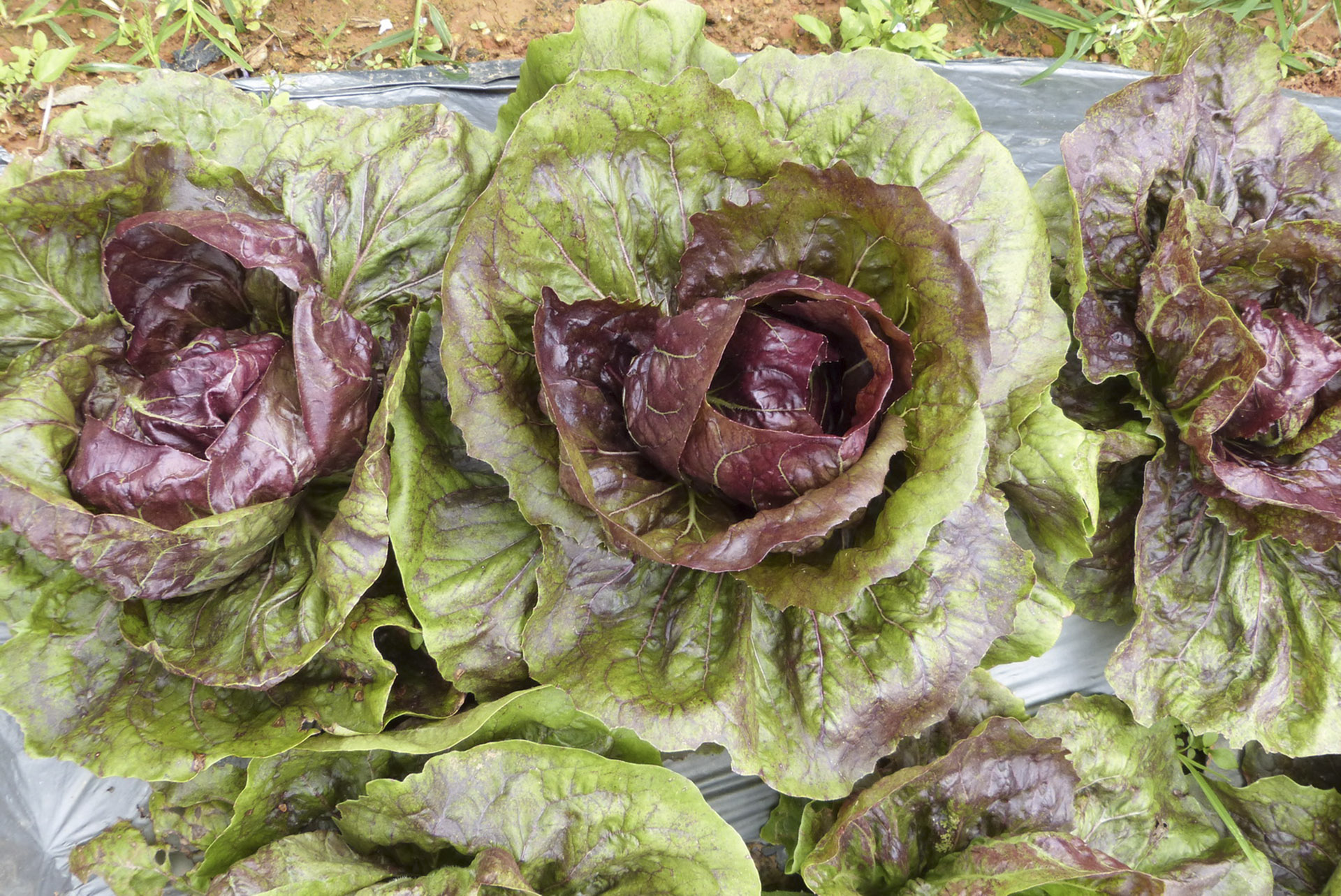 Xà lách lô lô tím