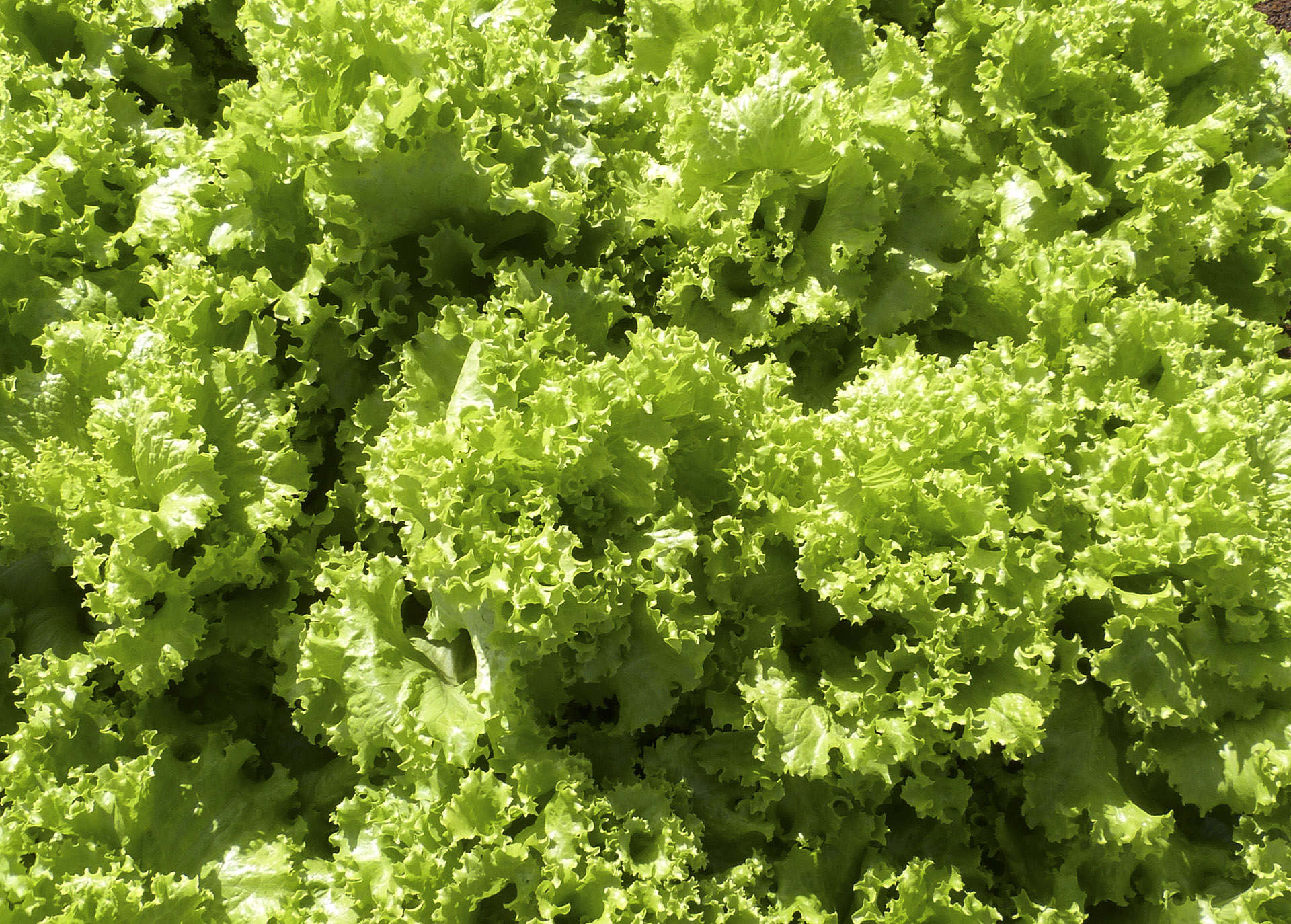 Xà lách lô lô xanh