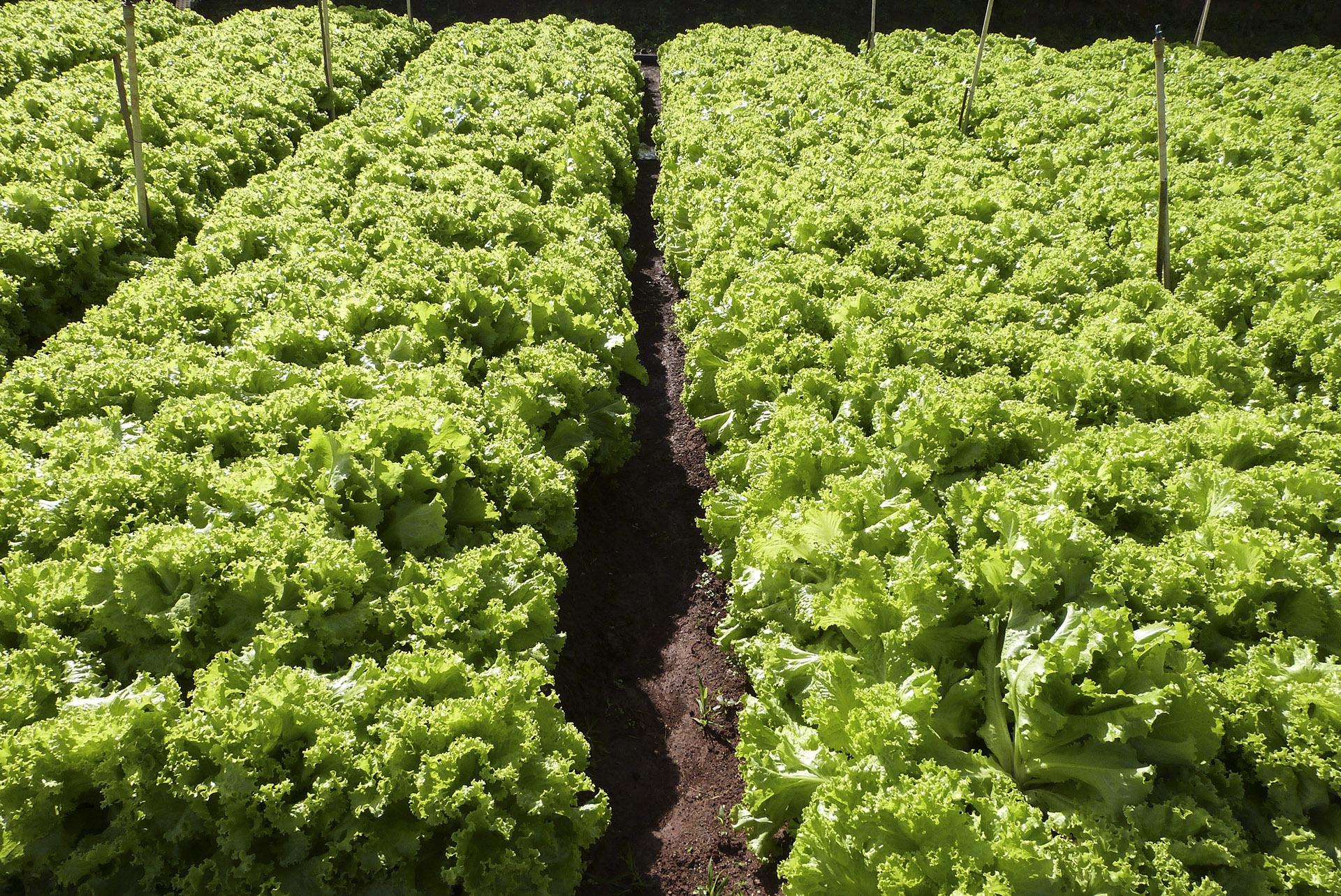 Xà lách lô lô xanh