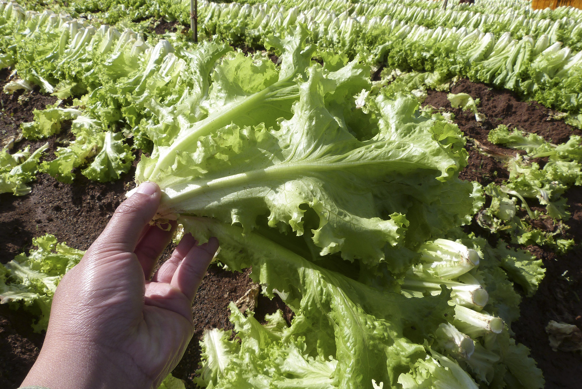 Xà lách lô lô xanh