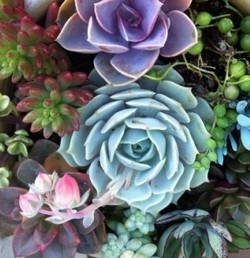 Sen đá (bộ 12 cây)