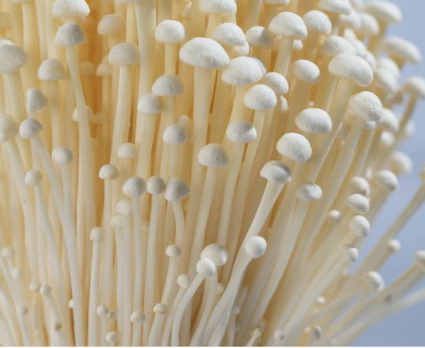 Nấm kim châm Việt Nam