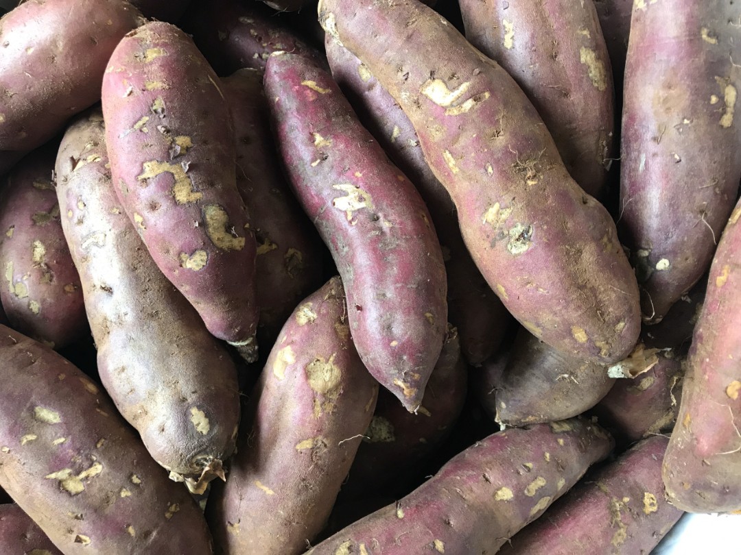 Túi khoai lang 5kg (nhật / mật / tím / mix)