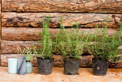 Set hương thảo 3 cây