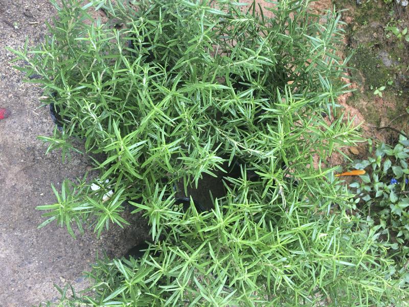 Cây hương thảo nhỏ