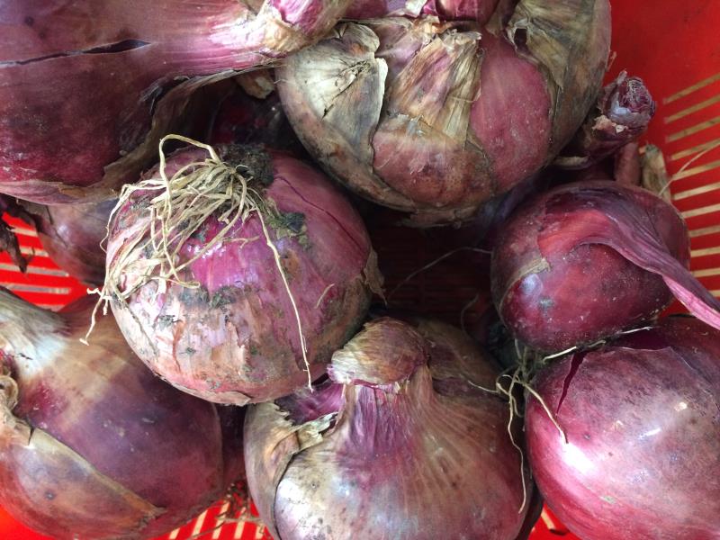 Củ hành tây tím