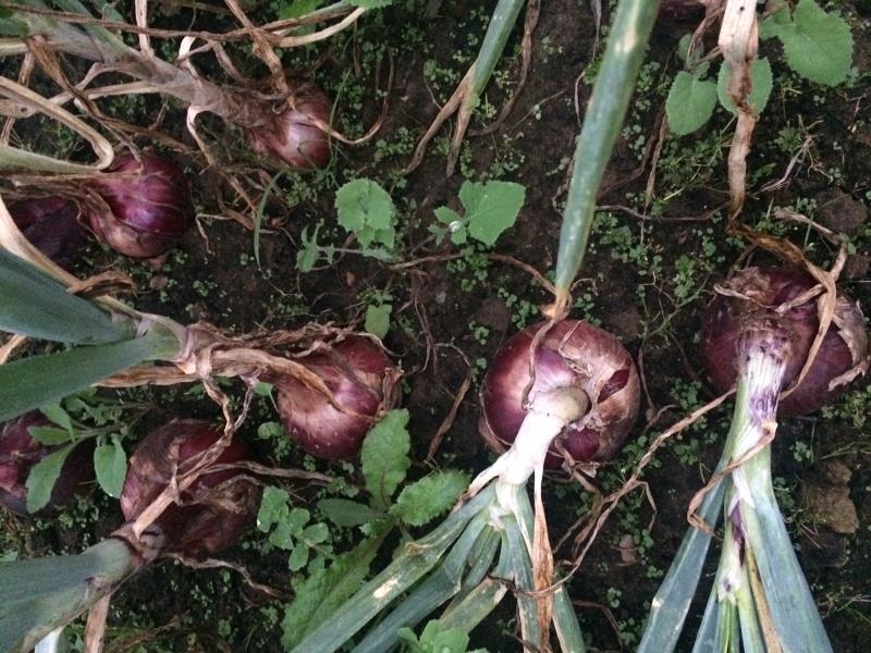 Củ hành tây tím